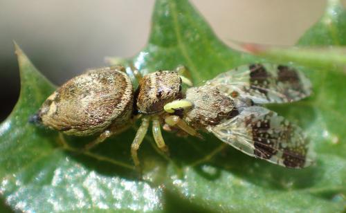 Réf. 270 729 : Heliophanus tribulosus